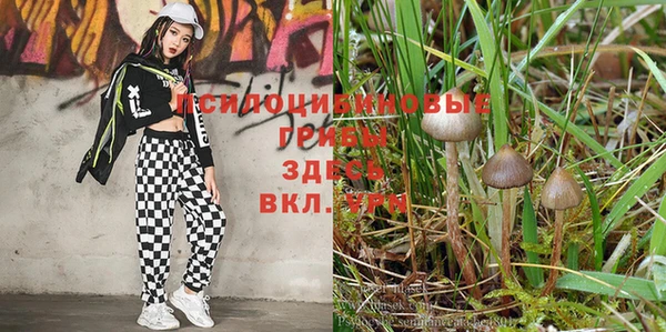 прущие крисы Балахна